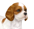 Cavalier King Charles Spaniel - Nintendogs + Cats