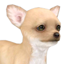 Chihuahua - Nintendogs + Cats