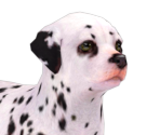 Dalmatian - Nintendogs + Cats