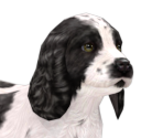 English Cocker Spaniel - Nintendogs + Cats