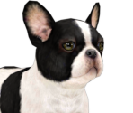 French Bulldog - Nintendogs + Cats