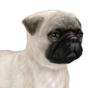 Pug - Nintendogs + Cats