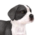 Great Dane - Nintendogs + Cats