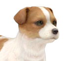 Jack Russell Terrier - Nintendogs + Cats
