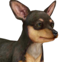 Miniature Pinscher - Nintendogs + Cats