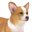 Pembroke Welsh Corgi - Nintendogs + Cats