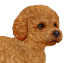Toy Poodle - Nintendogs + Cats