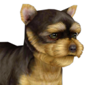 Yorkshire Terrier - Nintendogs + Cats