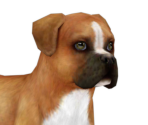 Boxer - Nintendogs + Cats