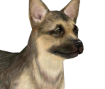 German Shepherd - Nintendogs + Cats