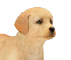 Labrador Retriever - Nintendogs + Cats
