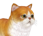 Longhair Cat - Nintendogs + Cats