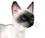 Oriental Cat - Nintendogs + Cats