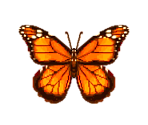 Monarch Butterfly - Animal Crossing: Pocket Camp