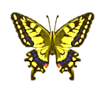 Tiger Butterfly - Animal Crossing: Pocket Camp