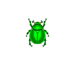 Fruit Beetle - Animal Crossing: Pocket Camp