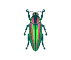 Jewel Beetle - Animal Crossing: Pocket Camp