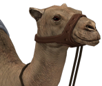 Camel - Tekken 7