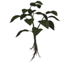 Herb (Blue, Green, Red) - Resident Evil 0