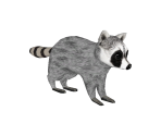 Telus Raccoon - Avatar Marketplace