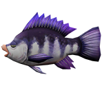 Tilapia - Rapala: We Fish
