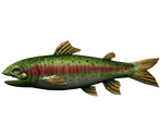 Rainbow Trout - Rapala: We Fish