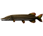 Northern Pike - Rapala: We Fish