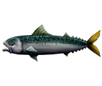 Mackerel - Rapala: We Fish