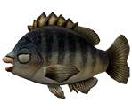 Bluegill - Rapala: We Fish