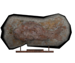 Fossil Fish - BioShock 2
