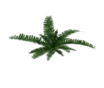 Ferns - BioShock 2