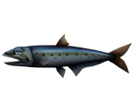 Sardine - Rapala: We Fish