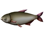 Silver Carp - Rapala: We Fish