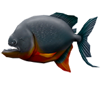 Piranha - Rapala: We Fish