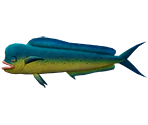 Dolphinfish - Rapala: We Fish
