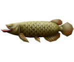 Arowana - Rapala: We Fish