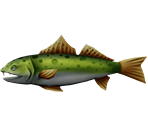 Sea Trout - Rapala: We Fish