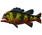 Peacock Bass - Rapala: We Fish