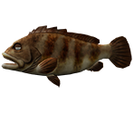 Grouper - Rapala: We Fish
