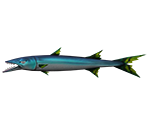 Barracuda - Rapala: We Fish