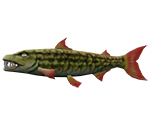Goliath Tigerfish - Rapala: We Fish