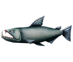 Payara - Rapala: We Fish