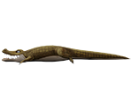 Alligator - Rapala: We Fish