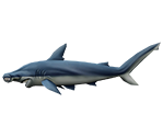 Hammerhead Shark - Rapala: We Fish