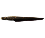 Electric Eel - Rapala: We Fish