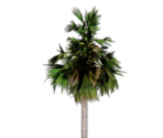 Palmyra Tree - Blue Estate