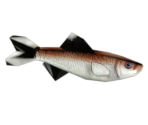 Fish School - BioShock 2
