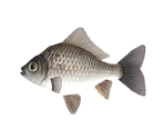 Crucian Carp - StreetPass Mii Plaza