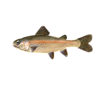 Rainbow Trout - StreetPass Mii Plaza