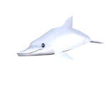 Dolphin - Sonic Rush Adventure